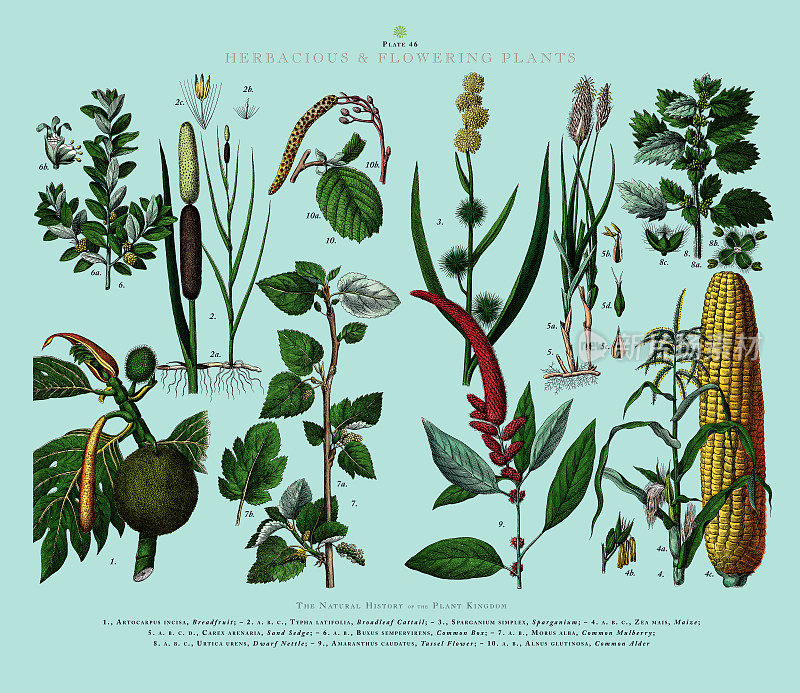 Herbaceous and Flowering Plants, Plant Kingdom, Victorian Botanical Illustration, Circa 1853